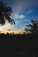 Gratis foto zonsondergang achter silhouetten van palmbomen en gebouwen