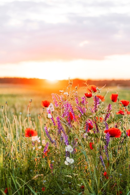 Zonsondergang over een veld met wilde bloemen in de zomer