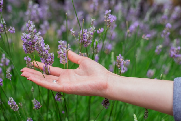 Gratis foto zonsondergang over een zomer lavendel veld. grls hand raakt de flo