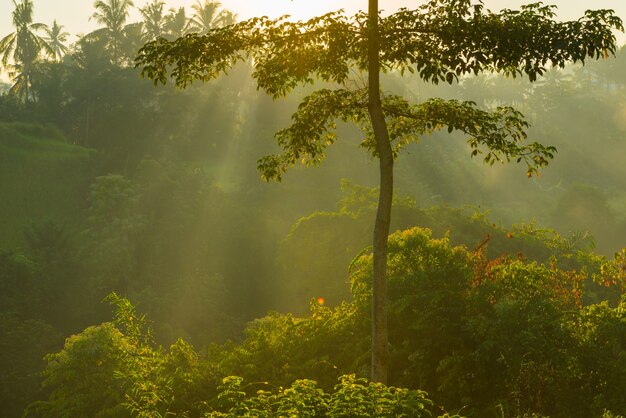 Zonsopgang boven de jungle van Bali