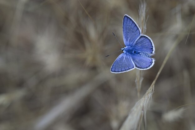 Zuidelijk blauw (Polyommatus celina),