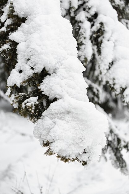 Zware sneeuw over takken van bomenclose-up