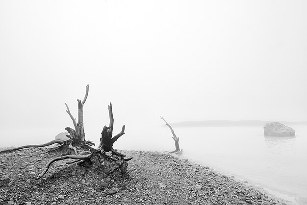 Zwart en wit landschap