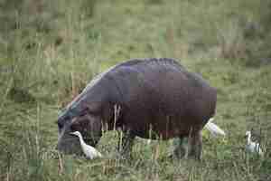 Gratis foto zwart nijlpaard met witte eenden die in een grasrijk gebied weiden