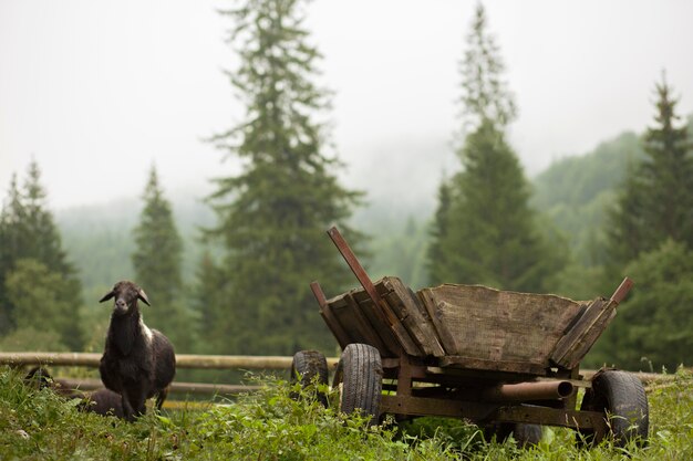 Gratis foto zwart schaap in landelijke omgeving bij daglicht