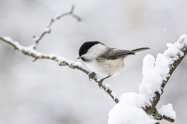 Gratis foto zwart-witte vogel op boomtak