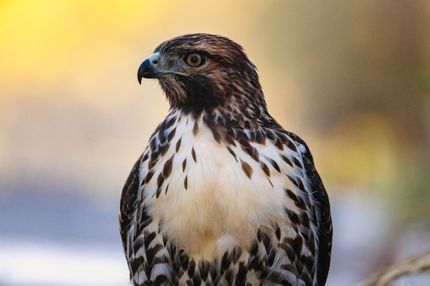 Zwart-witte vogel van dichtbij