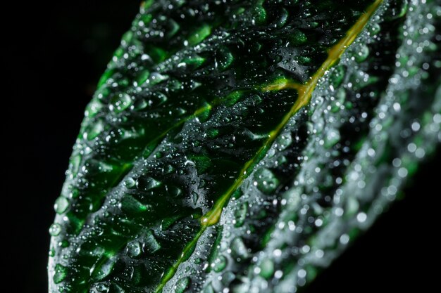 Gratis foto zwarte achtergrond met blad en waterdruppeltjes