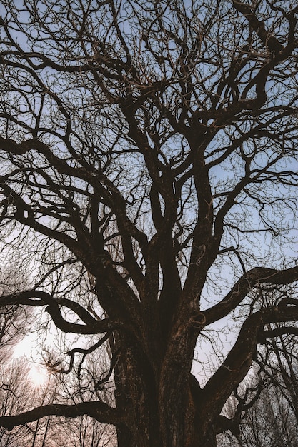 Zwarte bladloze boom