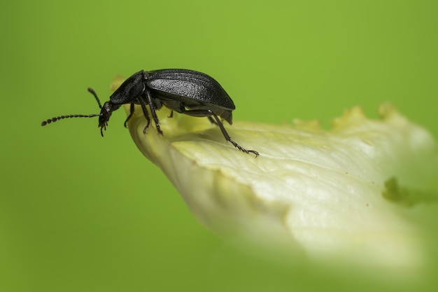 Zwarte bug zittend op blad close-up