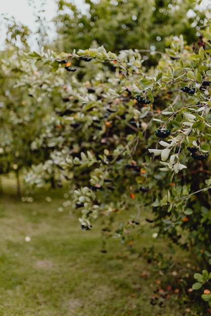 Zwarte chokeberries op een boom