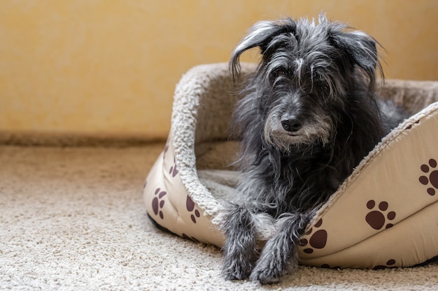 Zwarte Dwergschnauzer zit in zijn bed in een huis