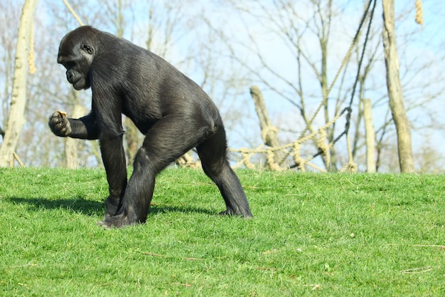 Zwarte gorilla die overdag op groen gras loopt