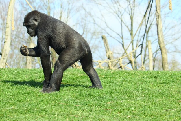 Zwarte gorilla die overdag op groen gras loopt