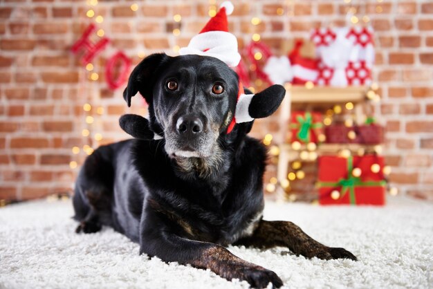 Zwarte hond die een kerstmuts draagt