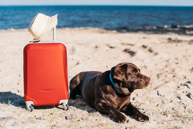 Zwarte hond plezier op het strand