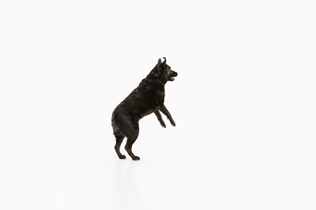 Zwarte labrador retriever plezier. Leuke speelse hond of rasecht huisdier ziet er speels en schattig uit geïsoleerd op wit