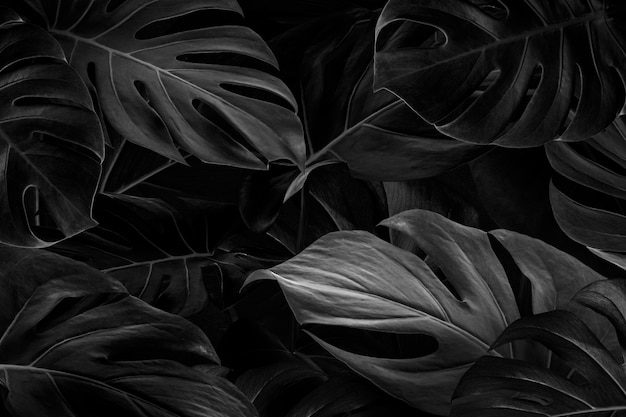 Zwarte monstera bladeren achtergrondbehang