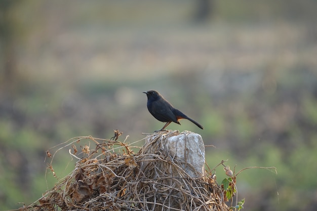 Zwarte vogel op een houten stam