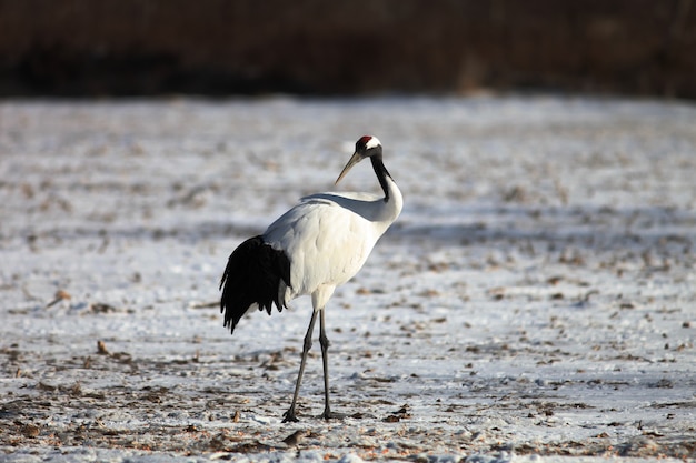 Zwarthalskraanvogel staande op de grond bedekt met de sneeuw in hokkaido in japan