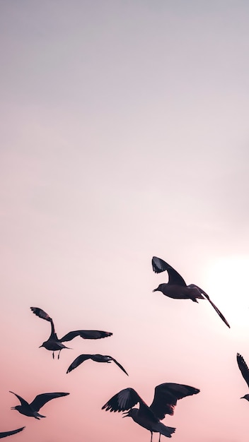Gratis foto zwerm meeuwen vliegen in de lucht mobiel behang