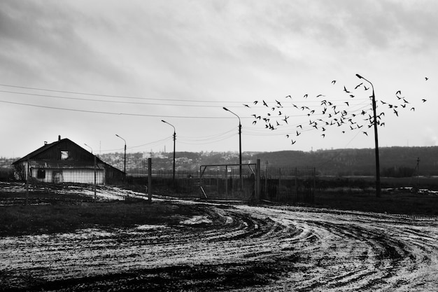 zwerm vogels vliegen over een besneeuwde weg in de buurt van een houten hut