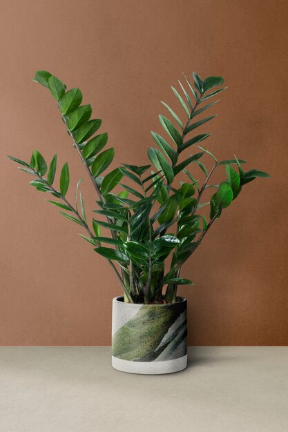 ZZ plant in een groene pot