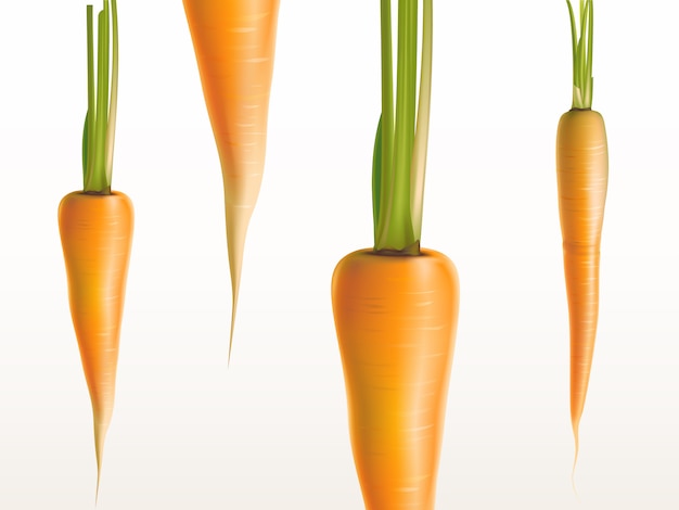 Gratis vector 3d-realistische verse wortelen geïsoleerd op witte achtergrond-oranje groenten.