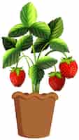 Gratis vector aardbei plant in klei pot