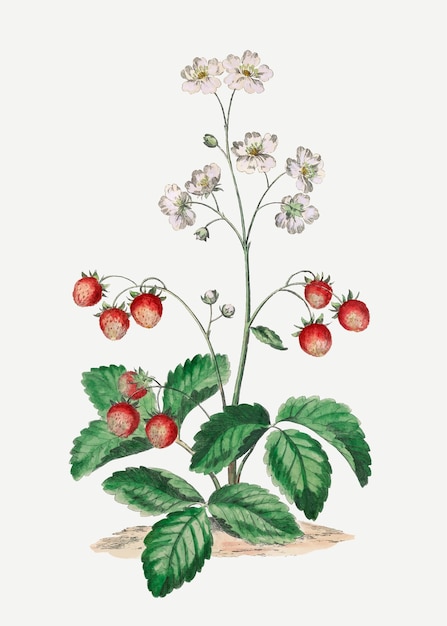 Aardbei vector vintage botanische kunst print, geremixt van kunstwerken van john edwards