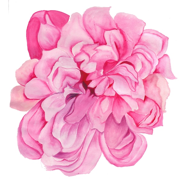 Abstracte Bloem Element Roze Aquarel Achtergrond Illustratie Hoge Resolutie Gratis Foto