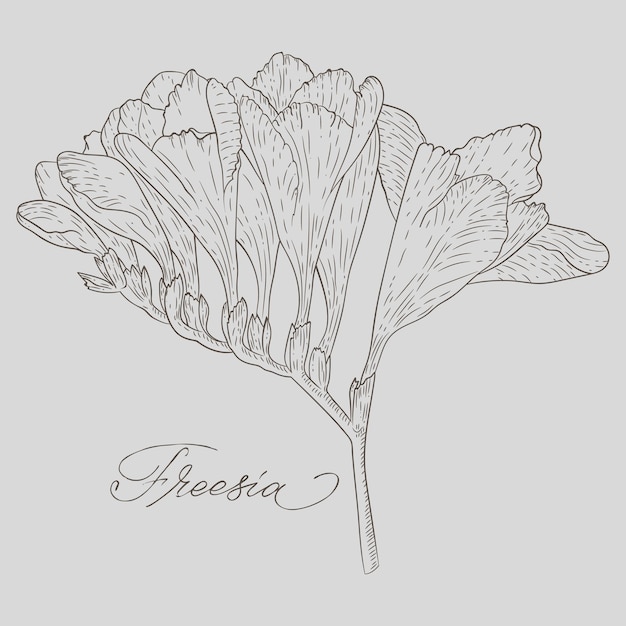 Abstracte lijntekeningen van Freesia-bloem met kleurmarkeringen Freesia-contourtekening Minimale bloemillustratie