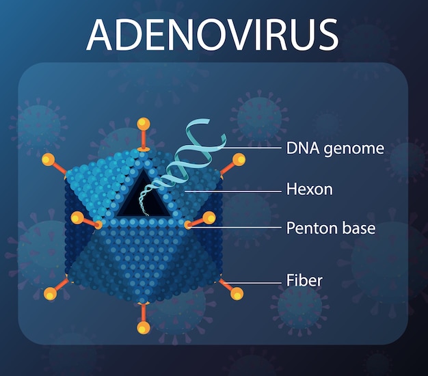 Gratis vector adenovirus-structuurdiagram op de achtergrond van het viruspictogram