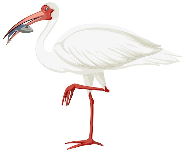 Gratis vector amerikaanse witte ibis geïsoleerd