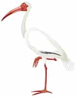 Gratis vector amerikaanse witte ibis geïsoleerd