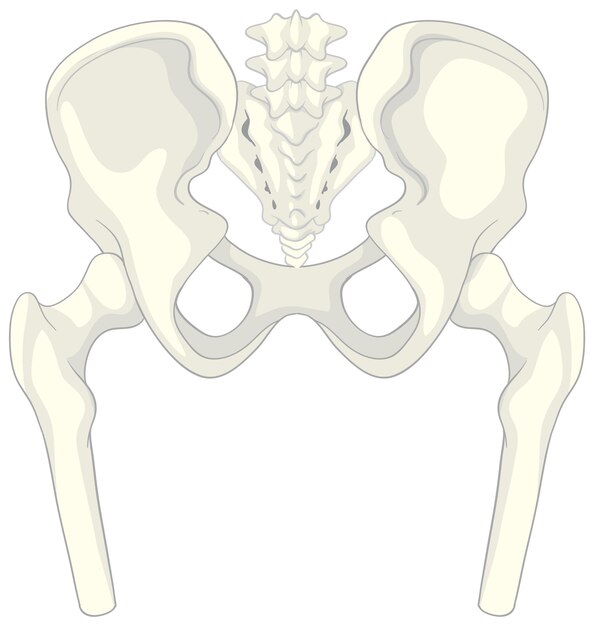 Anatomie menselijk bekken op witte achtergrond