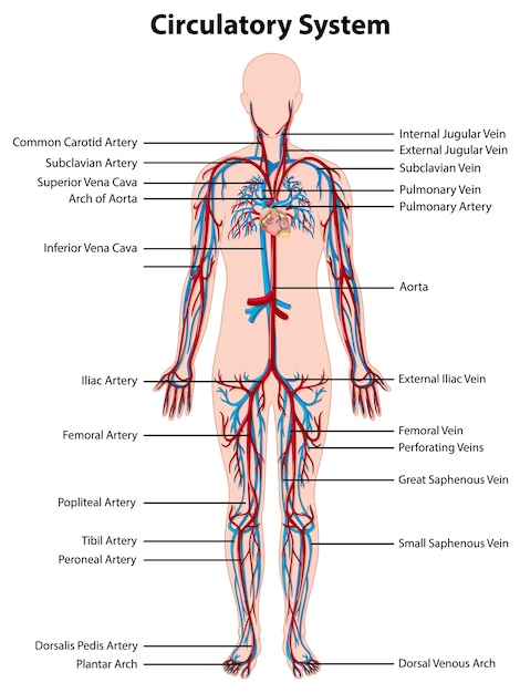 Gratis vector anatomie van de bloedsomloop