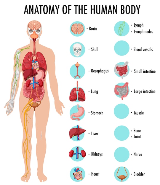 Gratis vector anatomie van de infographic van het menselijk lichaamsinformatie