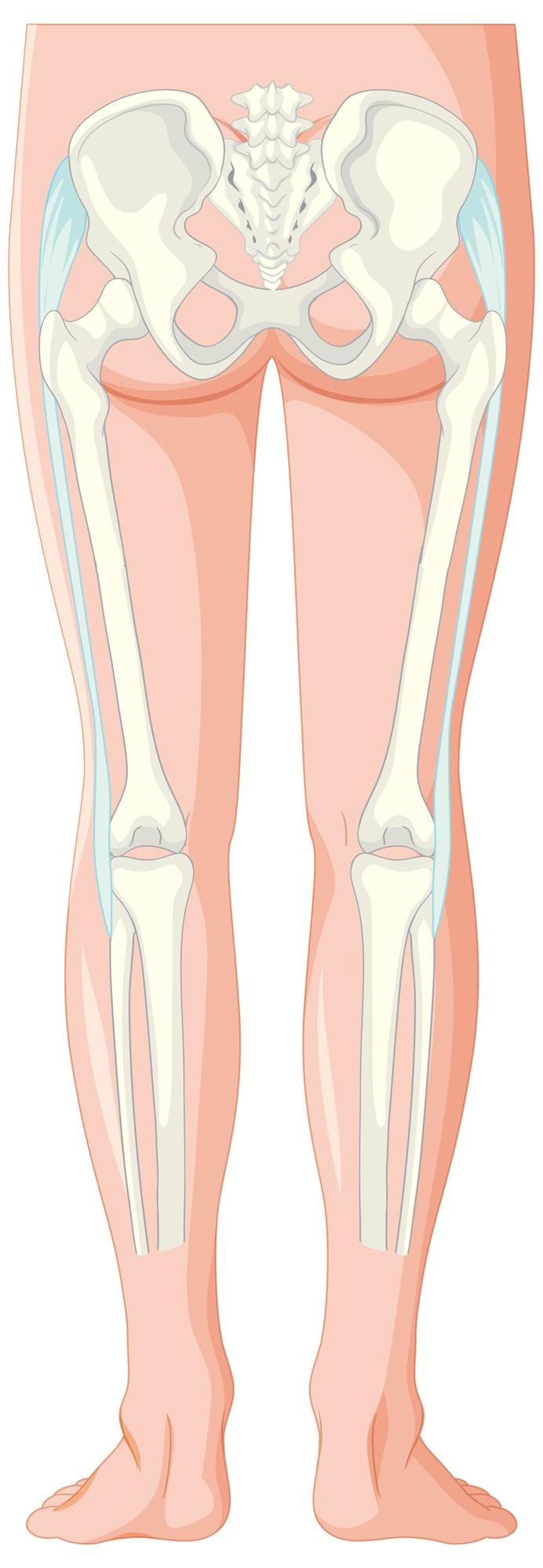 Gratis Vector anatomie van het been en het bekken