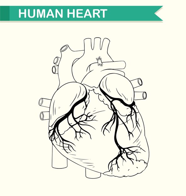 Anatomie van het menselijk hart