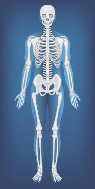 Gratis vector anatomische structuur menselijk skelet