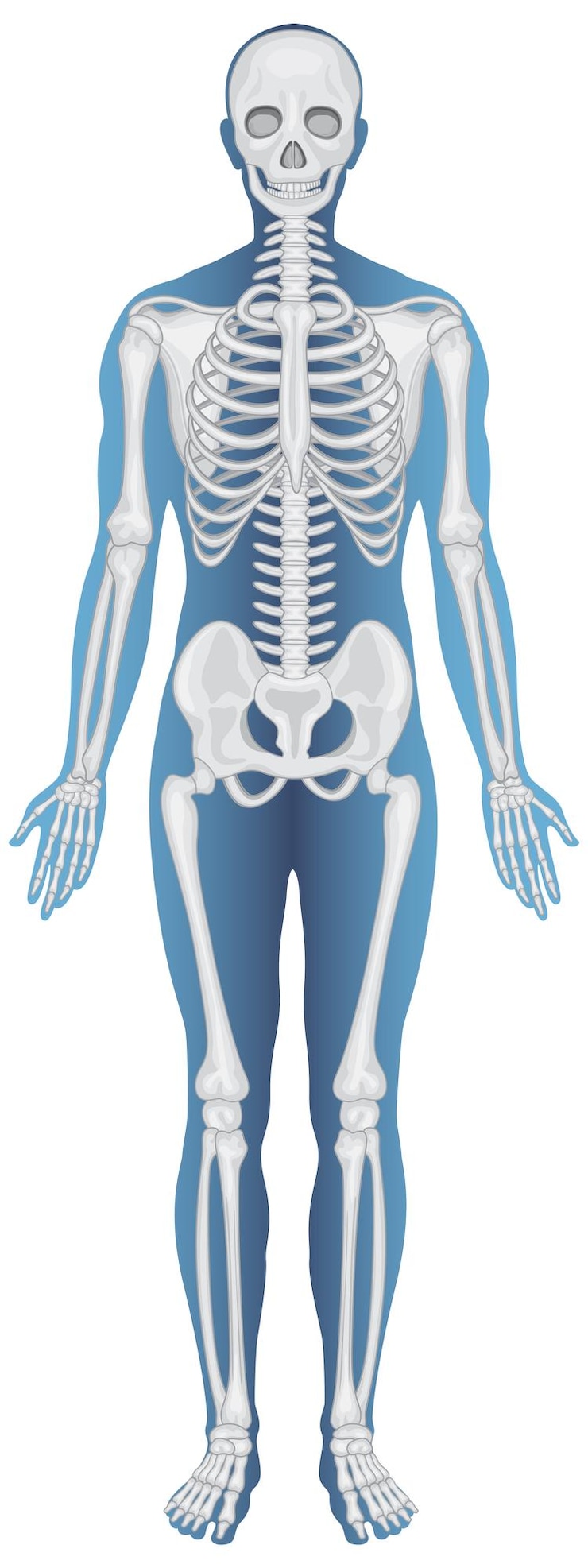 Gratis Vector anatomische structuur menselijk skelet