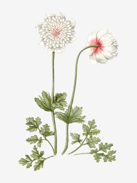 Gratis vector anemonen vintage illustratie