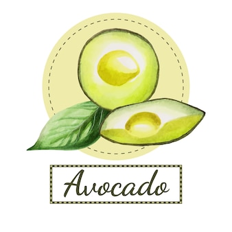 Aquarel avocado frisse en sappige kleuren hand getrokken geïsoleerd op background
