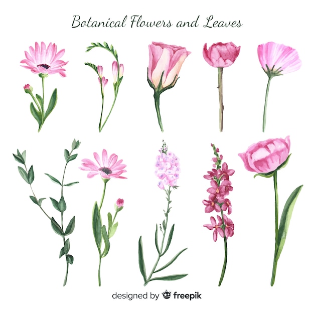 Gratis vector aquarel botanische bloemen en bladeren