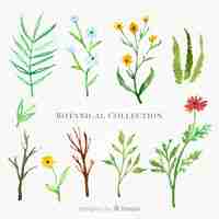 Gratis vector aquarel botanische collectie