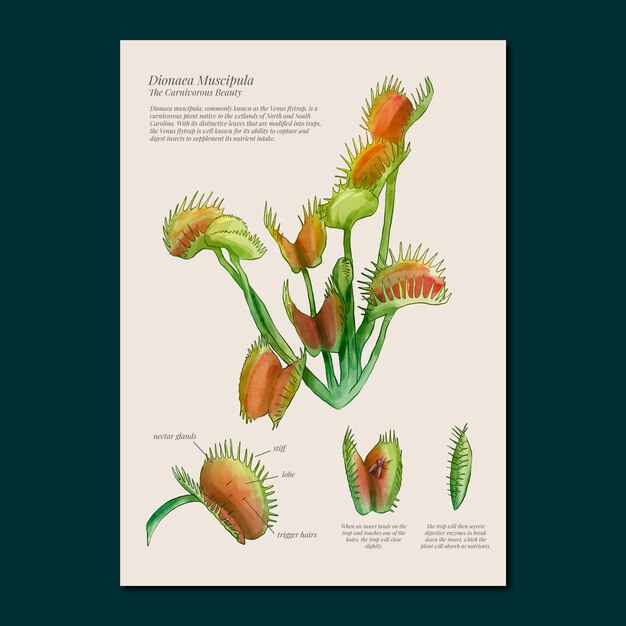 Gratis vector aquarel botanische tuin poster sjabloon