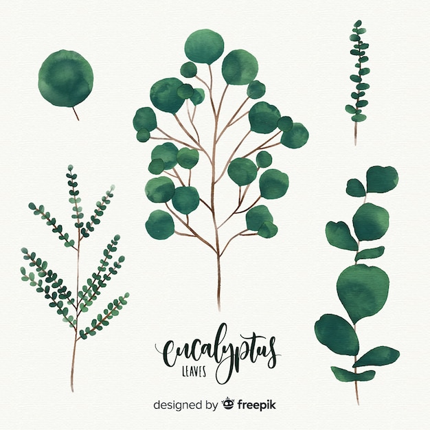 Gratis vector aquarel eucalyptus bladeren