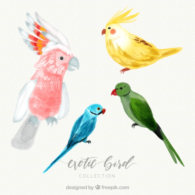 Gratis vector aquarel exotische vogel collectie