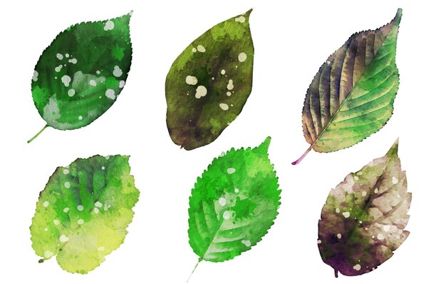 aquarel geschilderde bladplantenbundel